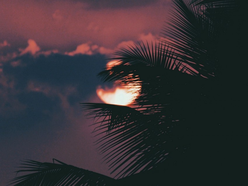 palm, branch, sunset, sun, sky, clouds