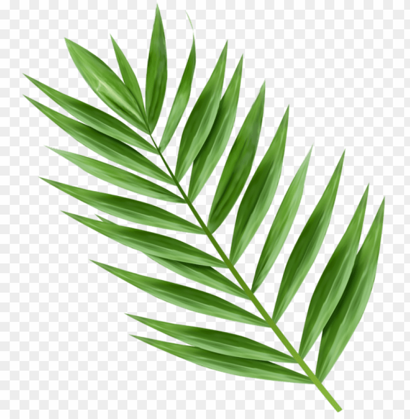 palm branch transparent
