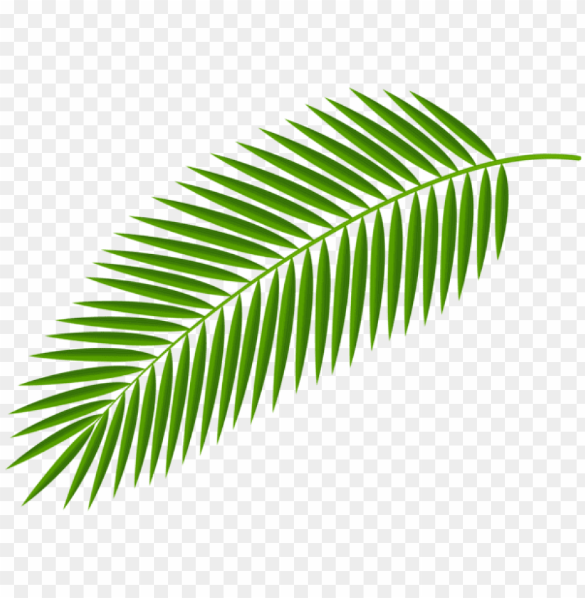 palm branch transparent