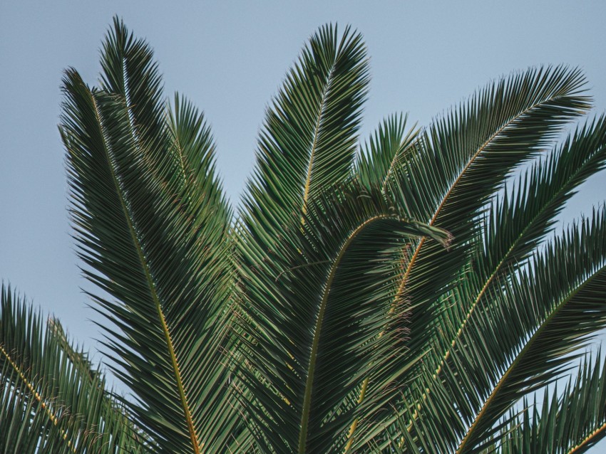 palm, branches, leaves, green, treetop