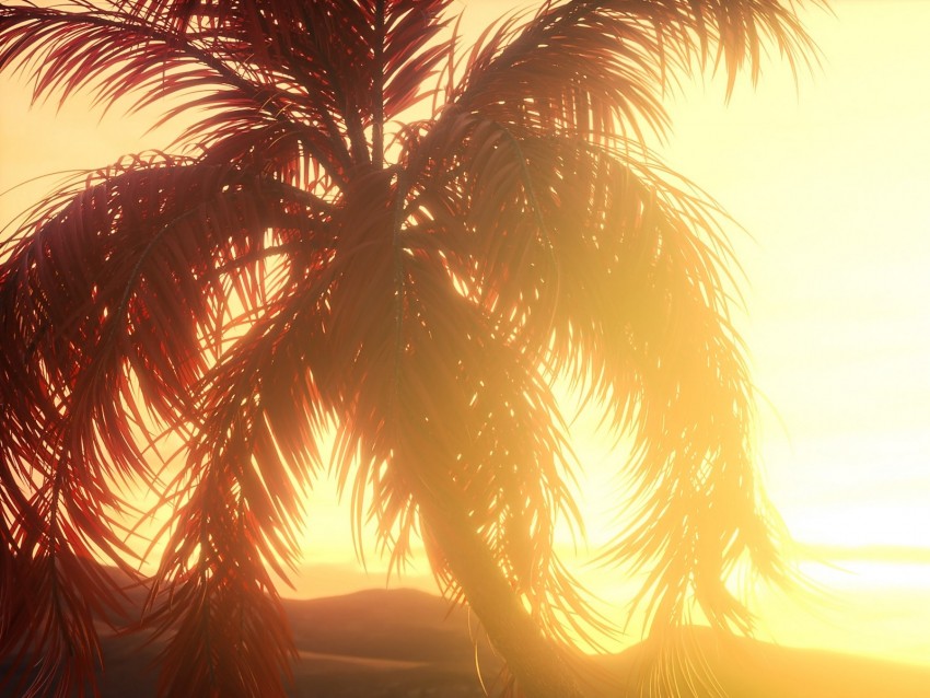 Palm Branches Leaves Sunset Light Bright Background Toppng - roblox sunset background