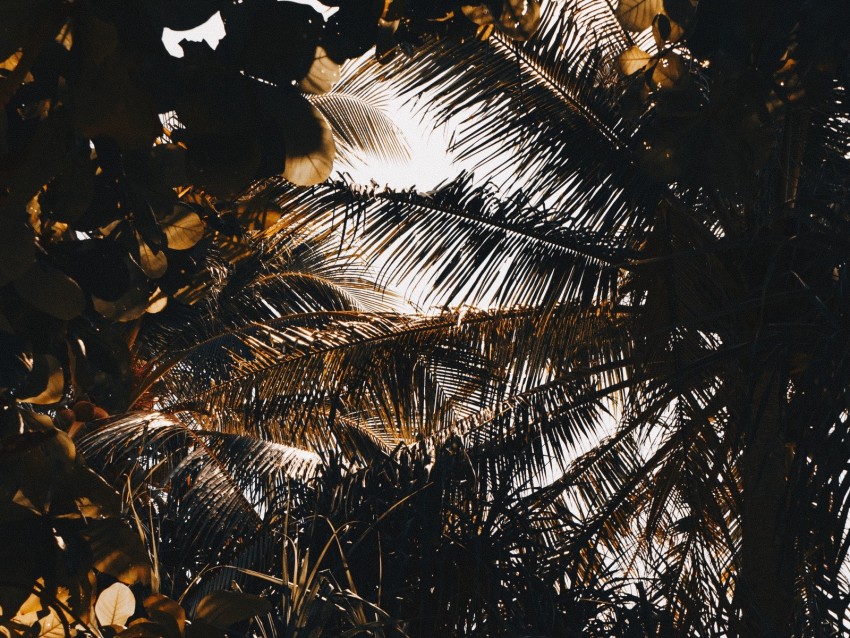 palm, branches, shadows, dark, leaves