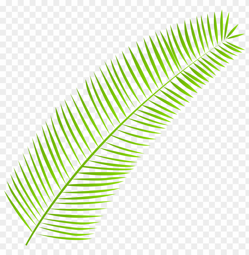 leaf, palm