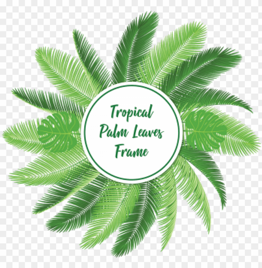 palm leaf vector PNG transparent with Clear Background ID 76888