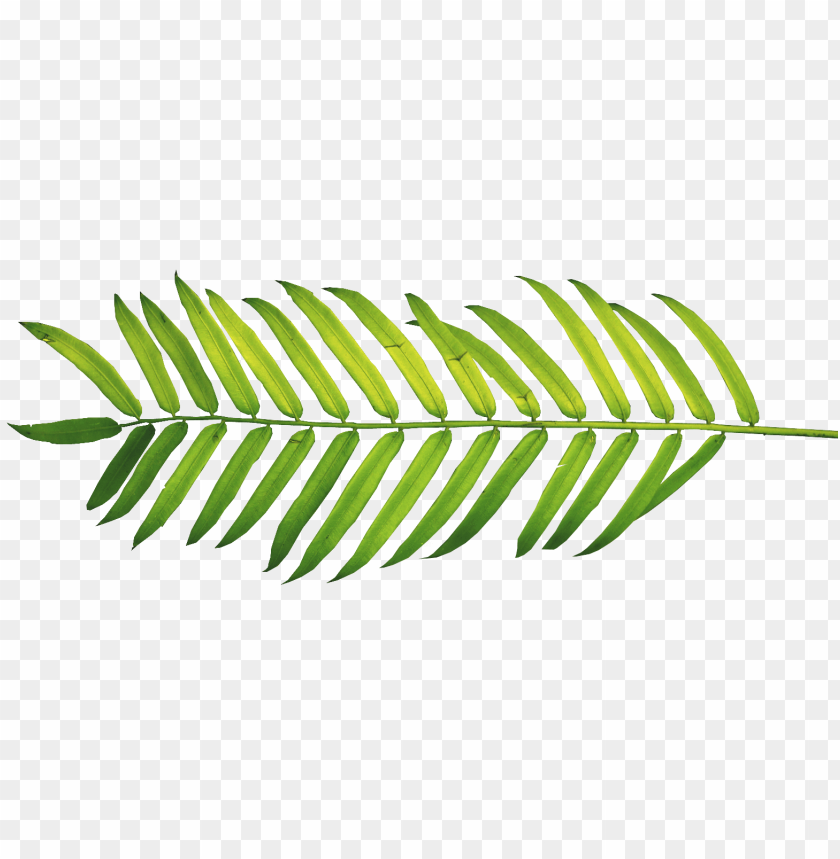 palm tree leaf, palm leaf, watercolor circle, leaf crown, green leaf, leaf clipart