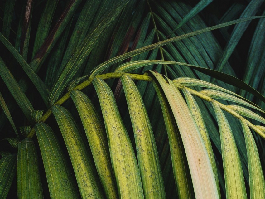 palm, leaves, branch, plant, green
