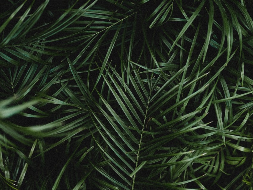 palm, leaves, branches, plant, green, dark