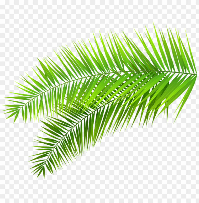 palm leaves decoration
