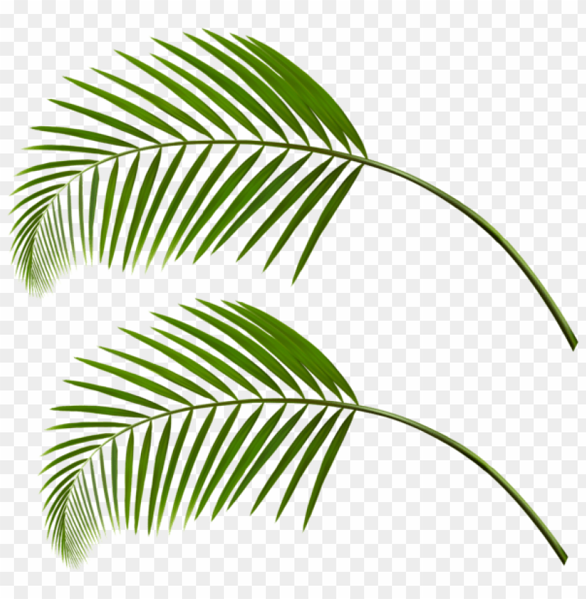 Download Palm Leaves Png Clipart Png Photo Toppng