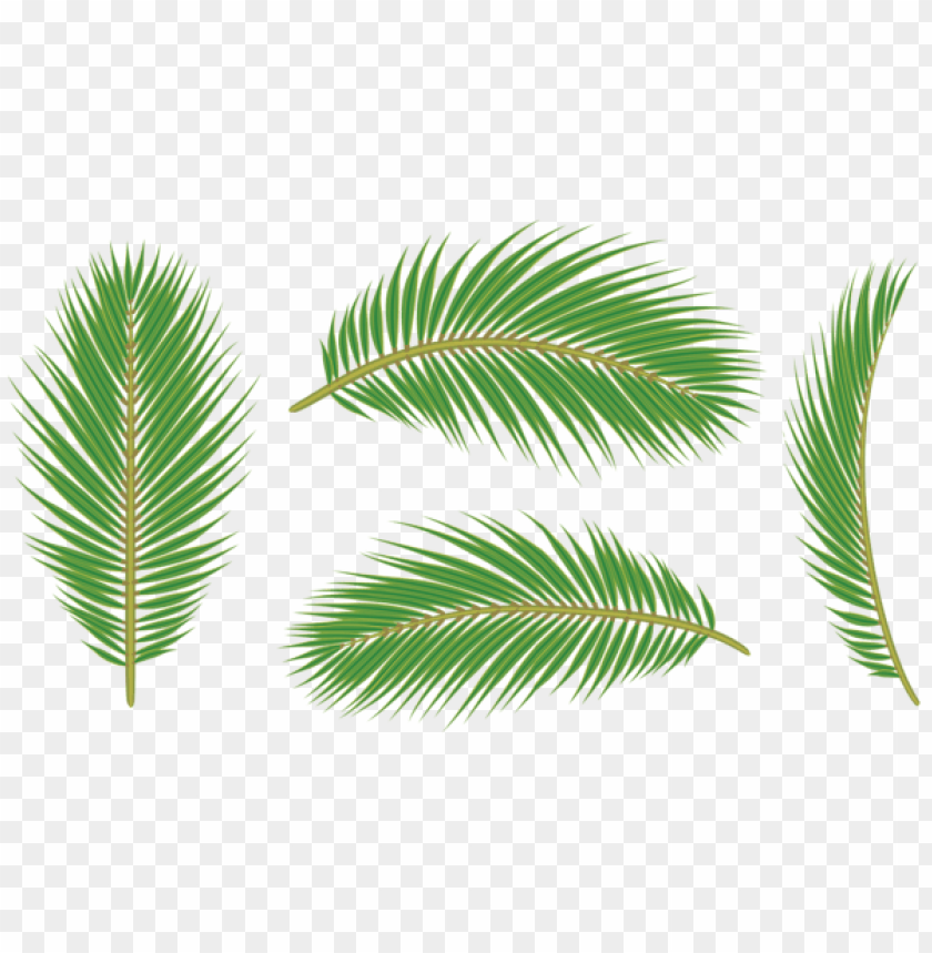 palm leaves png