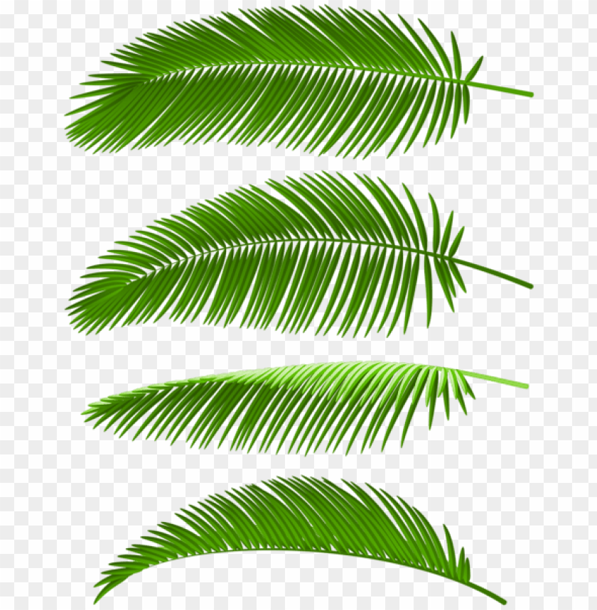 palm leaves set