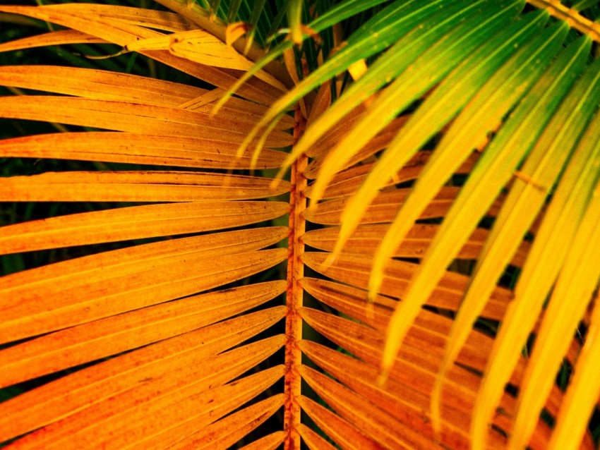 palm, leaves, yellow, branch, bright, saturated