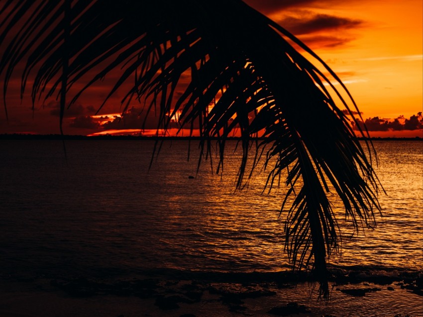 palm, sea, sunset, dark, twilight