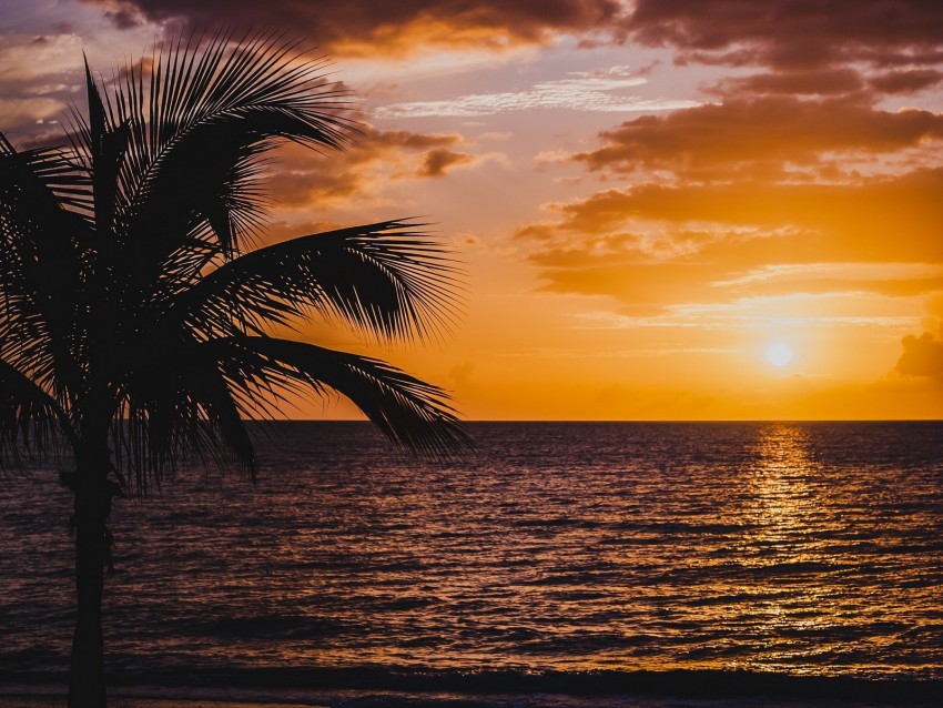 palm, sea, sunset, surf, horizon, sky, clouds