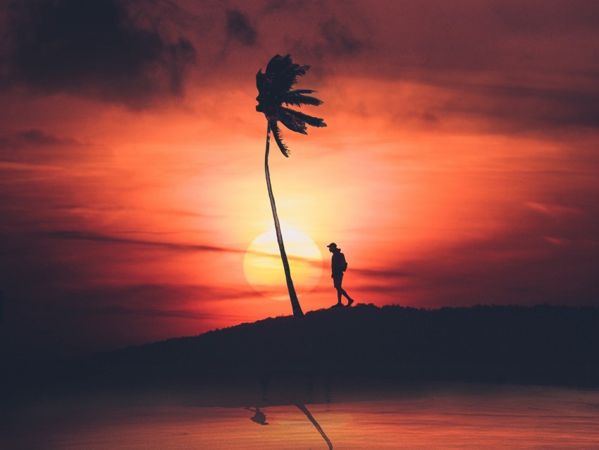 palm, silhouette, sunset, night, loneliness, solitude