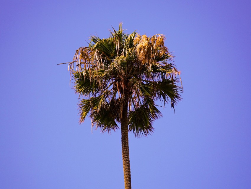 palm, sky, clean, tree, treetop
