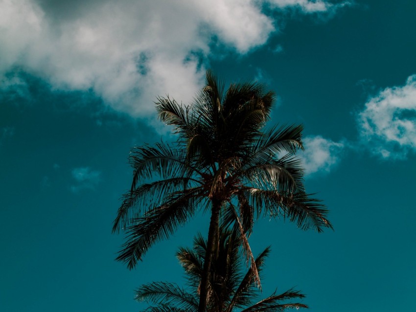 palm, sky, clouds, tropics, trees