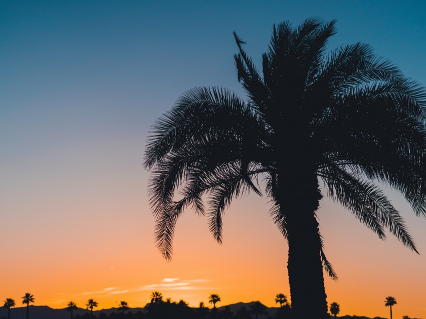 palm, sunset, leaves, branches, sky, tropics