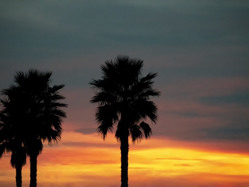 Palm Sunset Palm Trees Sky Tropics Png - Free PNG Images