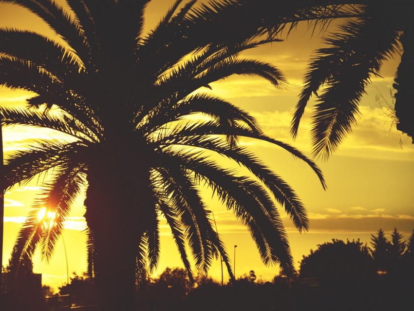 palm, sunset, sky, sunlight, tropics