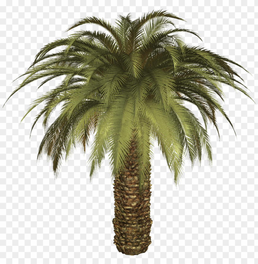 PNG image of palm tree with a clear background - Image ID 22157