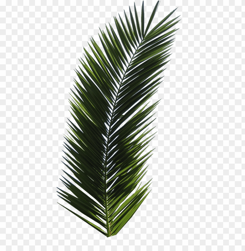 palm tree clipart png photo - 28677