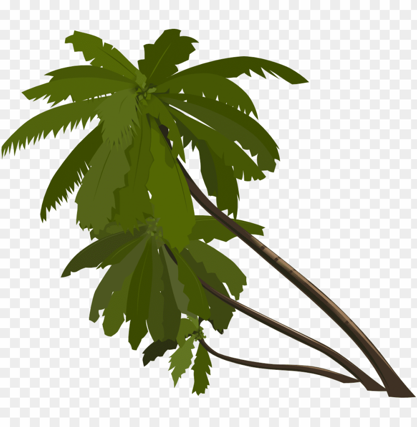 
palm tree
, 
feather-leaved
, 
fan-leaved
, 
evergreen leaves
, 
tropical tree
