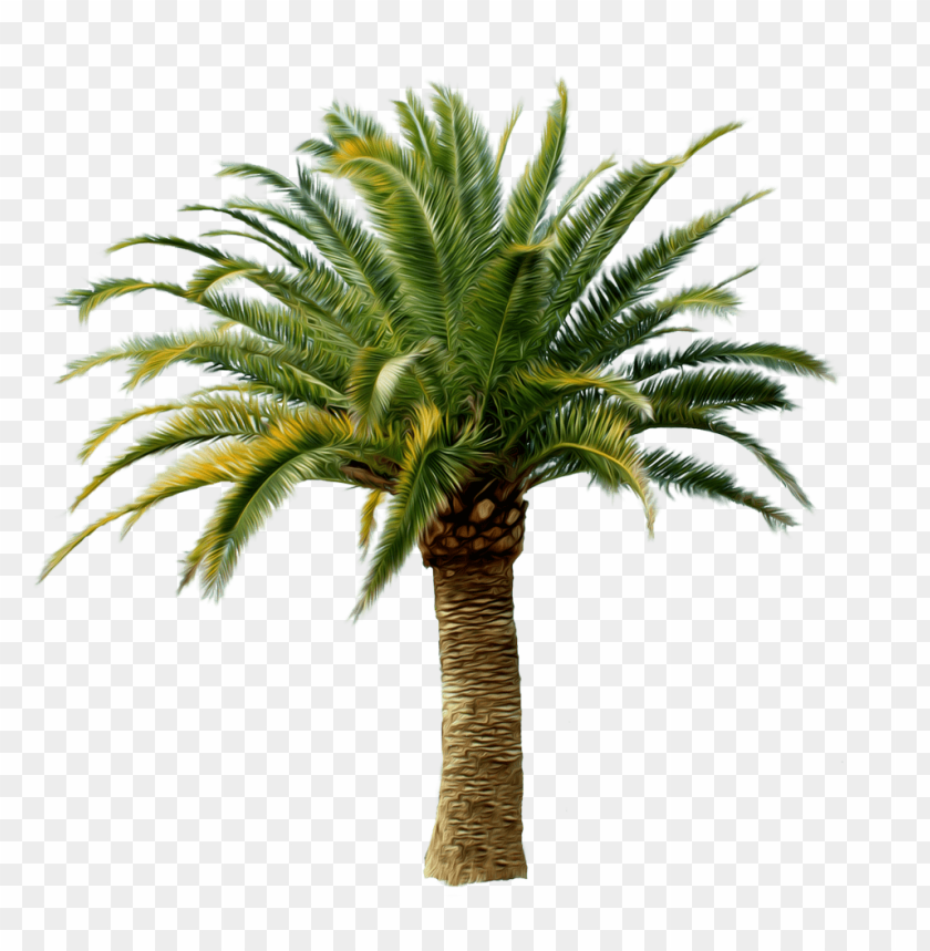 palm tree clipart png photo - 28685