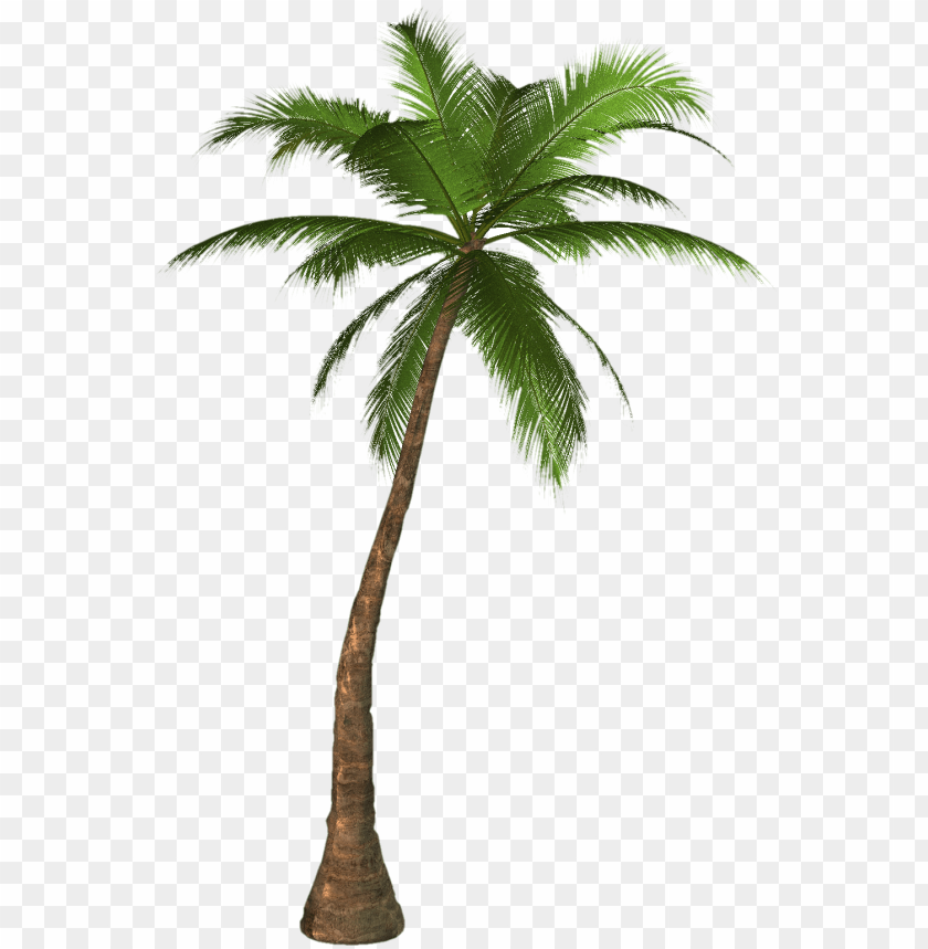 palm tree clipart png photo - 28686