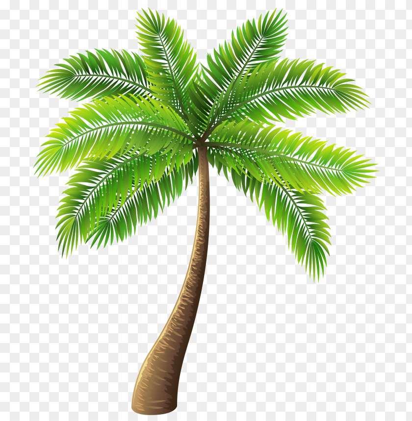 palm tree clipart png photo - 33136