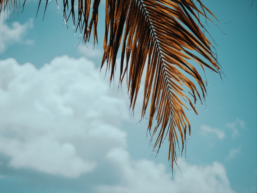 palm tree, branch, leaves, sky