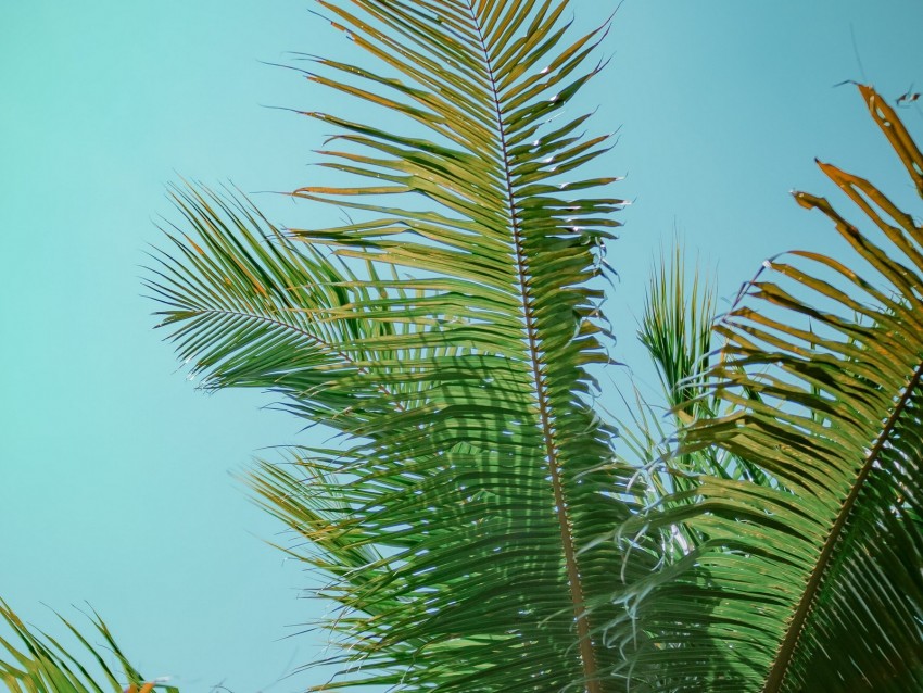 Palm Tree Branches Bottom View Tree Leaves Sky Png - Free PNG Images