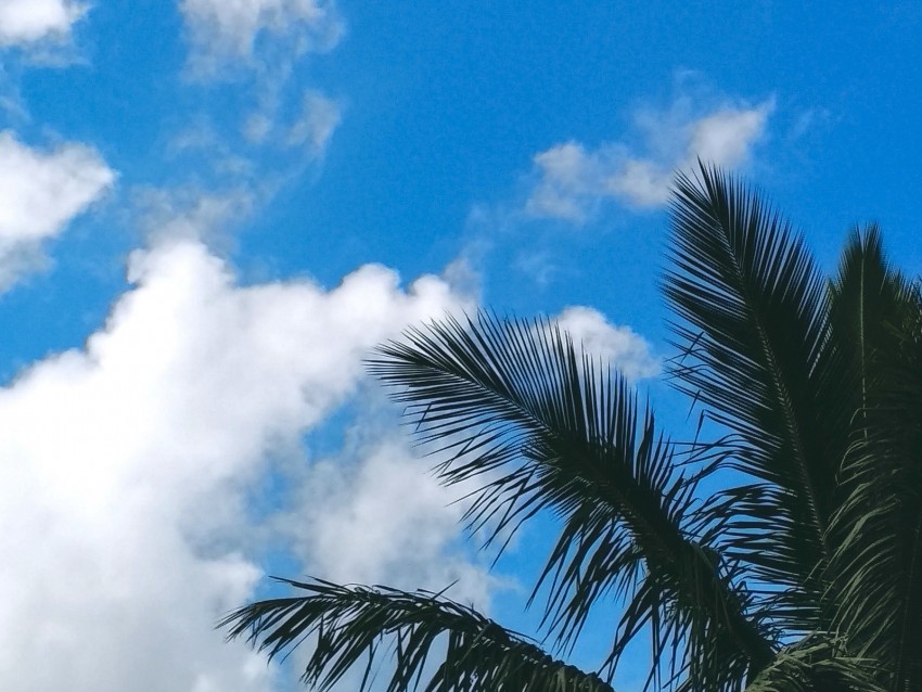palm tree, branches, leaves, clouds, green, sky