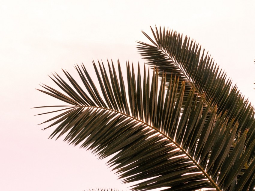 palm tree, branches, leaves, plant, sky