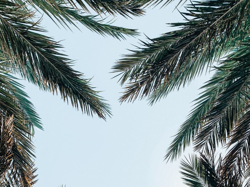 Palm Tree Branches Leaves Sky Bottom View Png - Free PNG Images