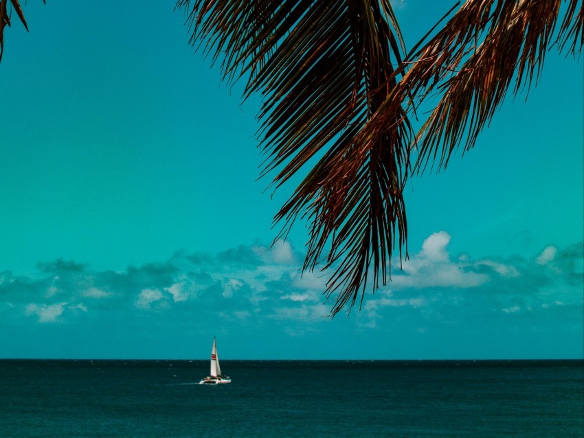 palm tree, branches, sea, horizon