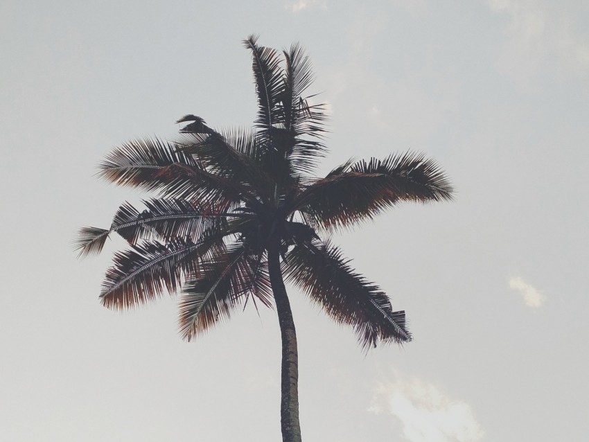 palm tree, branches, trunk, sky, bottom view
