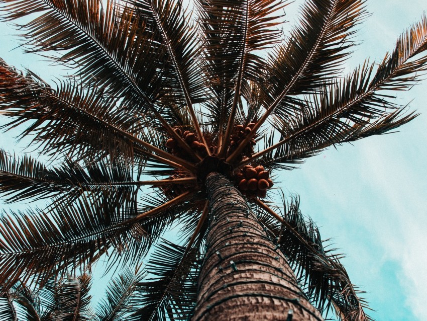 palm tree, branches, trunk, tree, bottom view