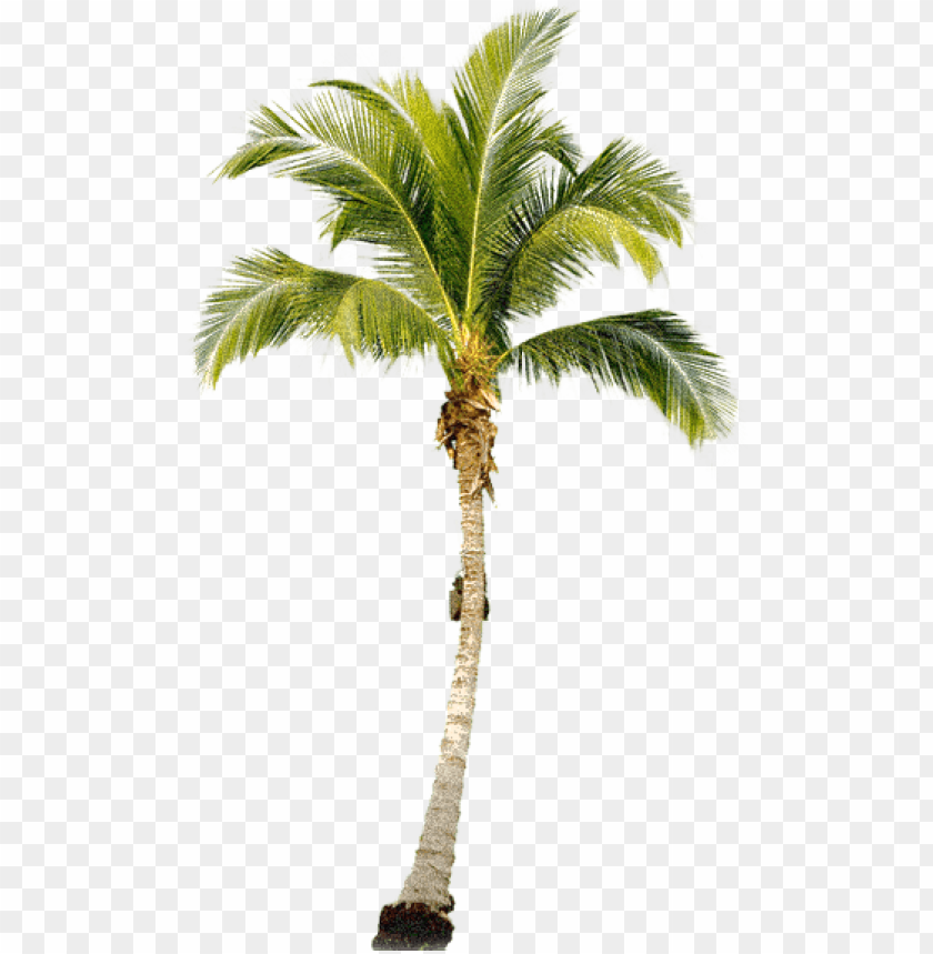PNG image of palm tree free download png with a clear background - Image ID 9076
