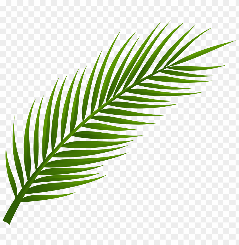 leaf, palm, tree