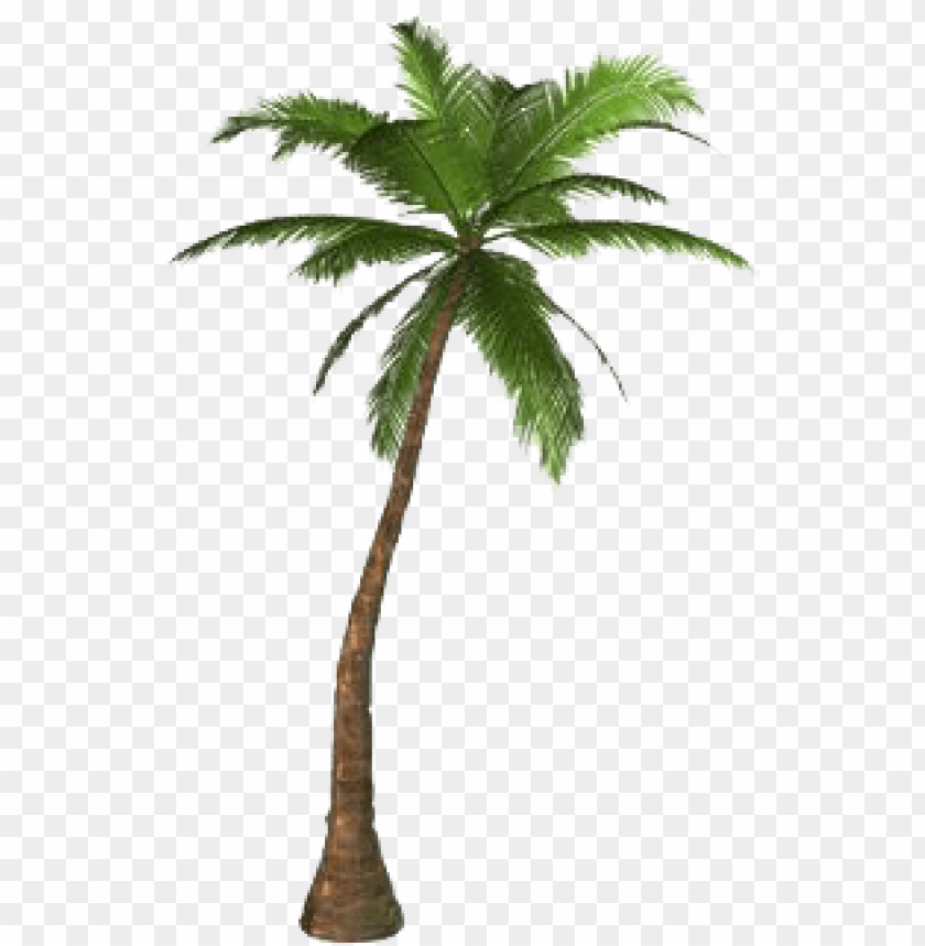 palm,نخلة