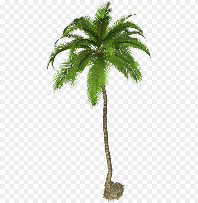 palm,نخلة