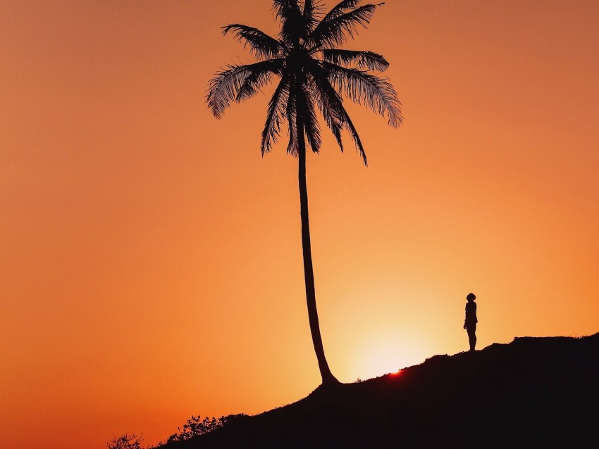 palm tree, silhouette, sunset, hill, dark