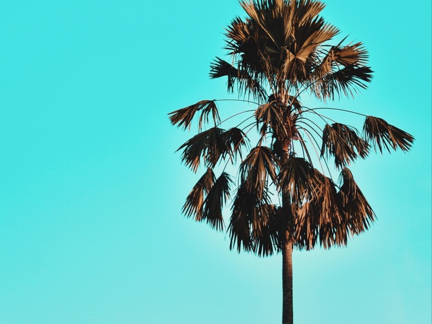 palm, tree, sky, tropics, blue