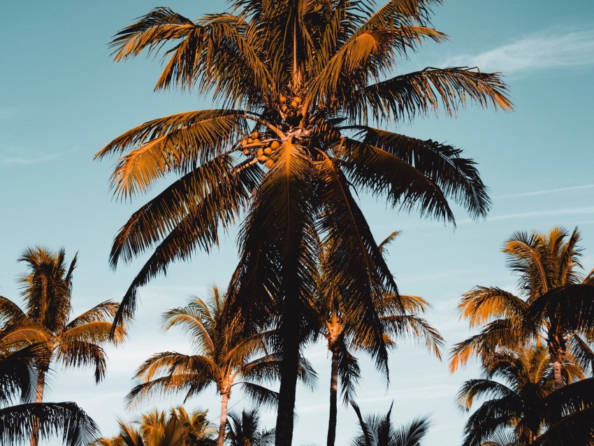 palm tree, tropics, branches, foliage, sky