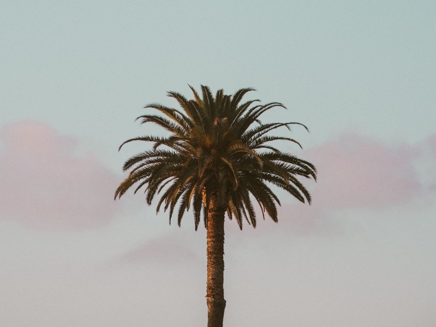 palm tree, tropics, minimalism, sky