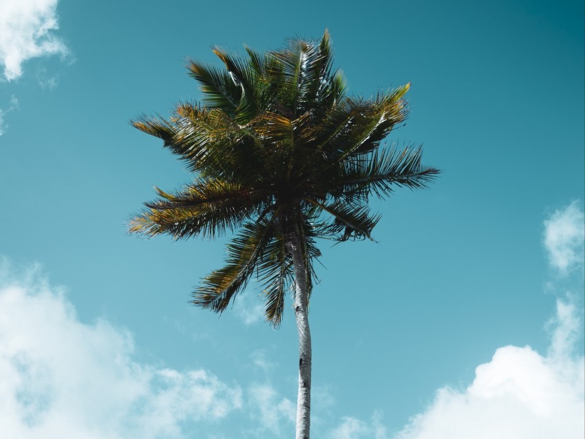 palm, tree, tropics, sky, clouds