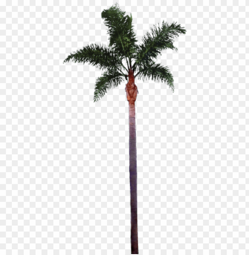 palm tree leaf, palm tree silhouette, palm tree vector, palm tree clip art, palm tree, palm tree leaves