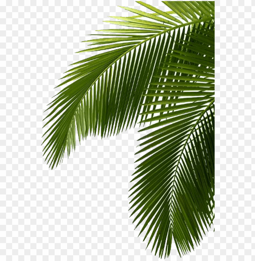 palm treefreephoto - green palm tree leaves png - Free PNG Images@toppng.com