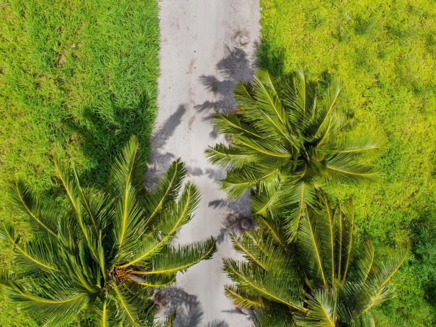 palm trees, aerial view, path, tropics
